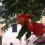 Aristocarli